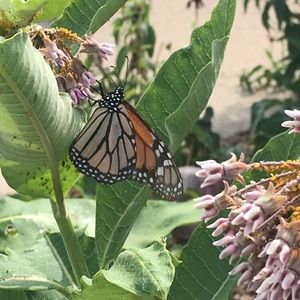 Meet your Posher, Shikha